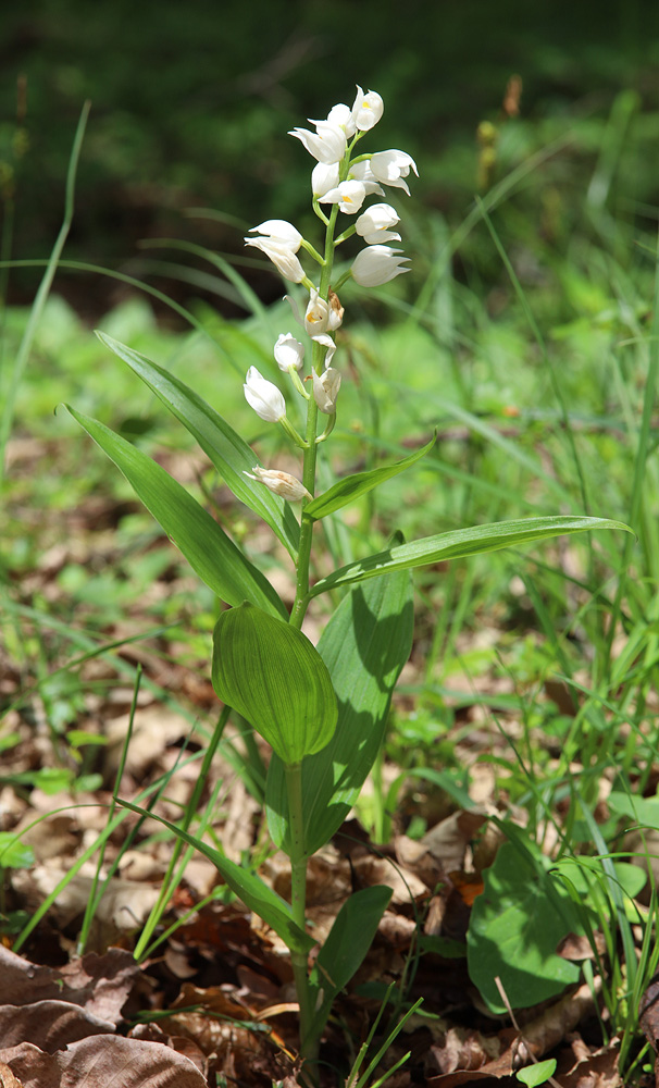 Image of Cephalanthera longifolia specimen.