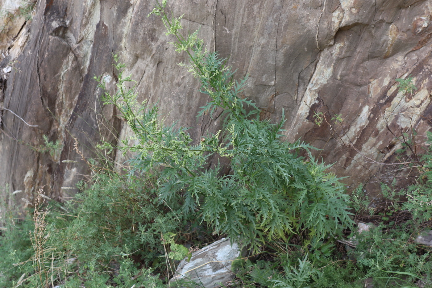 Image of Urtica cannabina specimen.