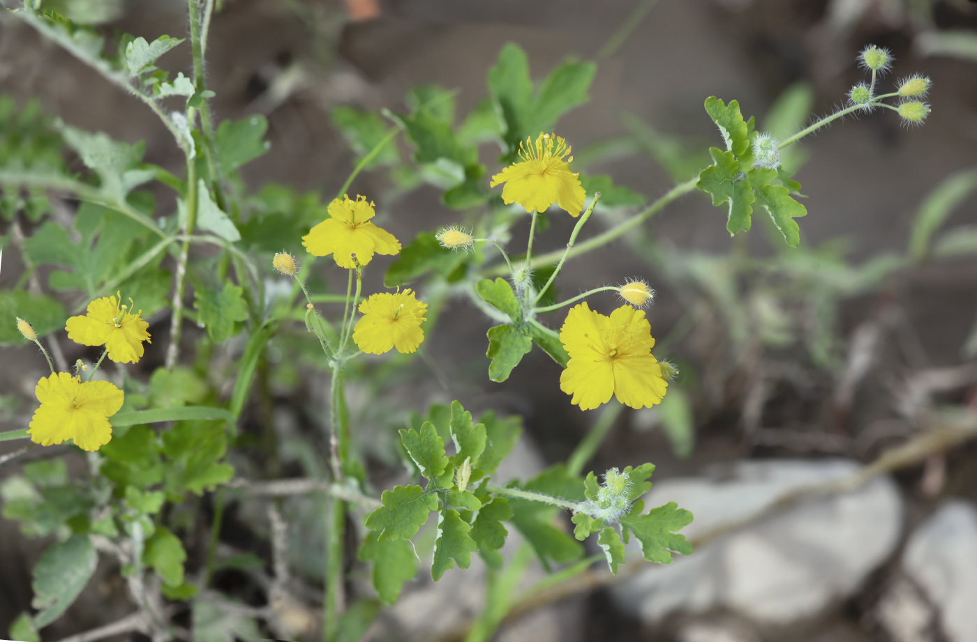 Изображение особи Chelidonium asiaticum.