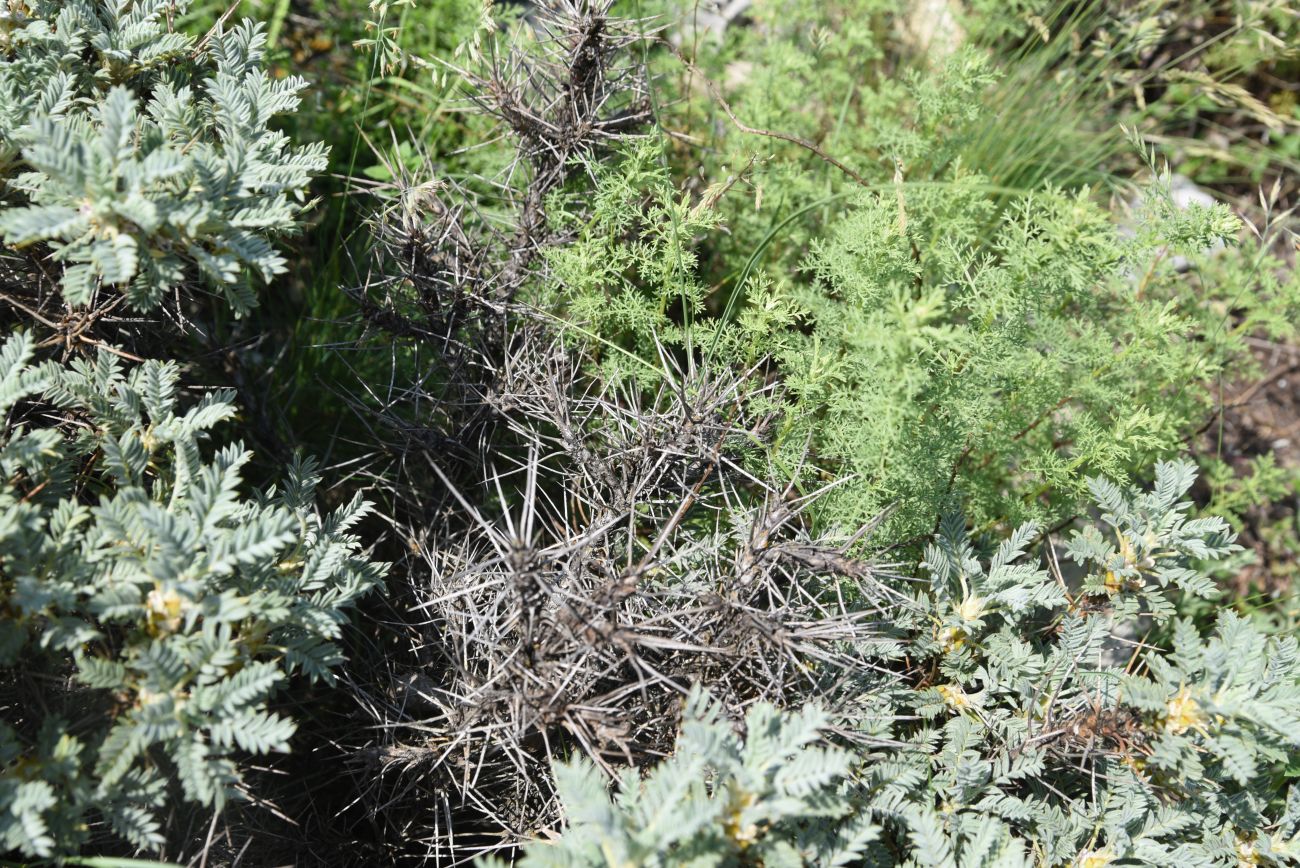 Image of Astragalus denudatus specimen.
