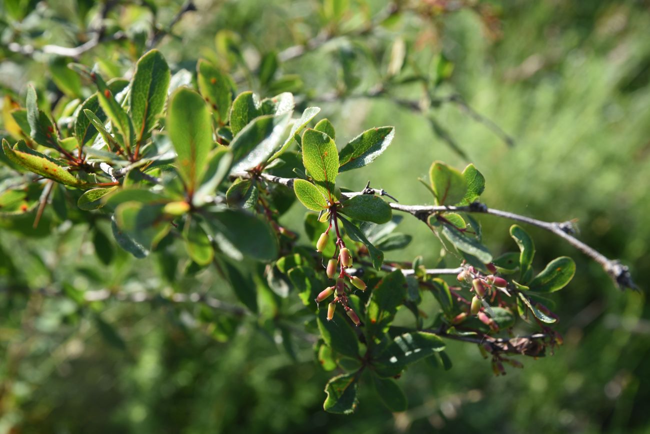 Image of Berberis vulgaris specimen.