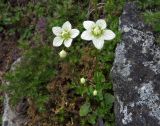 Parnassia palustris