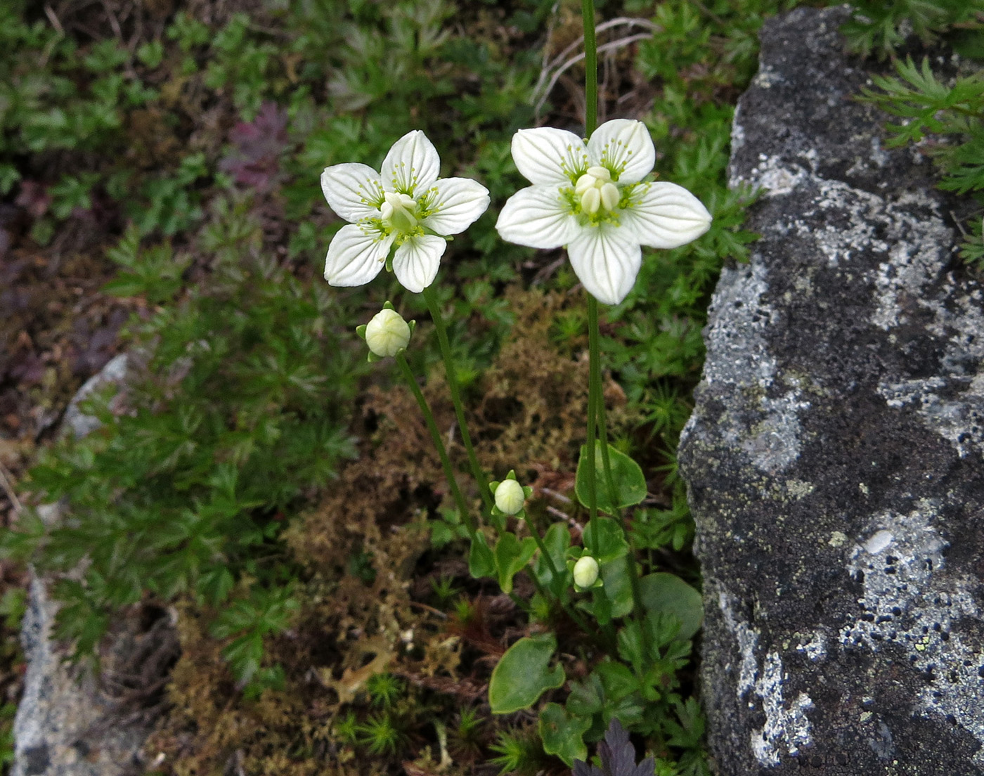 Image of Parnassia palustris specimen.