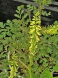 Corydalis ophiocarpa