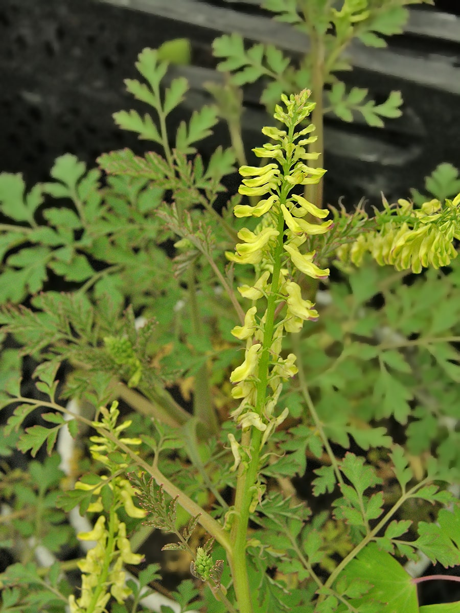 Изображение особи Corydalis ophiocarpa.