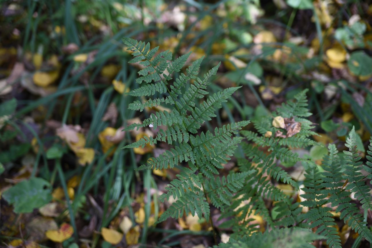 Image of Dryopteris carthusiana specimen.