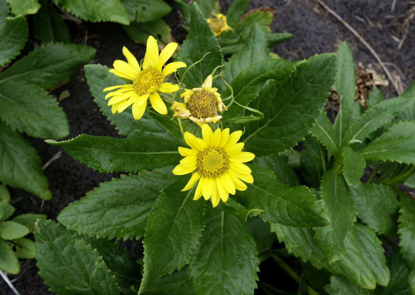 Image of Senecio pseudoarnica specimen.