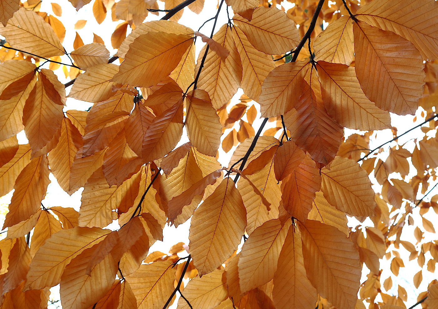 Изображение особи Fagus orientalis.