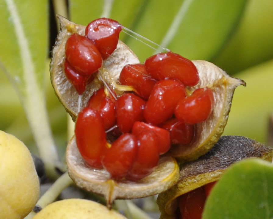 Image of Pittosporum tobira specimen.