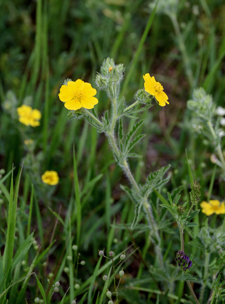 Изображение особи род Potentilla.