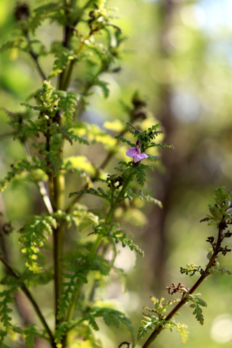 Изображение особи Pedicularis palustris.