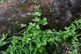 Rubus saxatilis