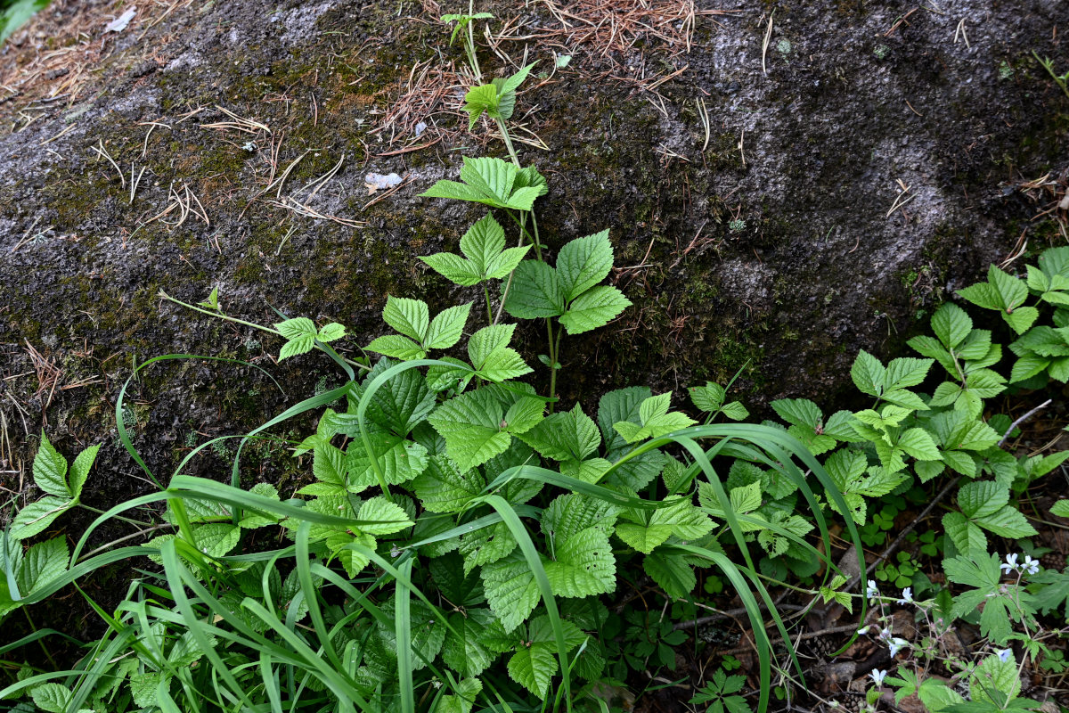 Image of Rubus saxatilis specimen.