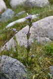 Gentianella turkestanorum. Цветущее растение. Киргизия, Иссык-Кульская обл., Кунгей Алатау, ущ. Григорьевское, ≈2600 м н.у.м., крупногалечниковый берег реки. 4 августа 2022 г.