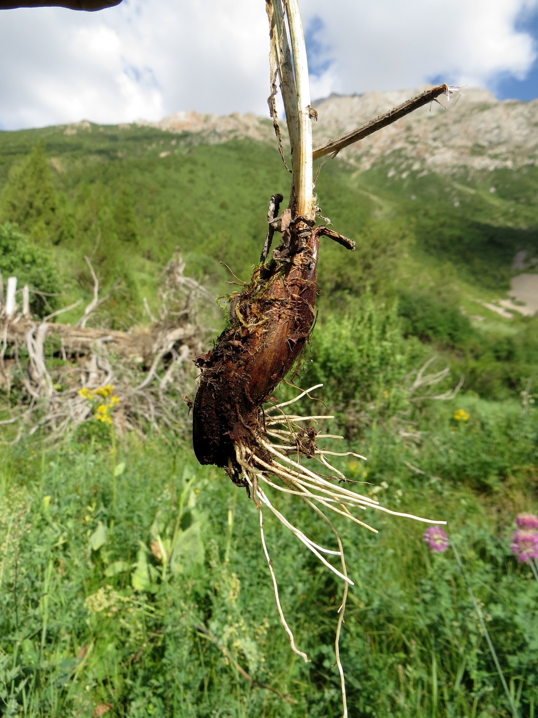 Image of Allium hymenorhizum specimen.