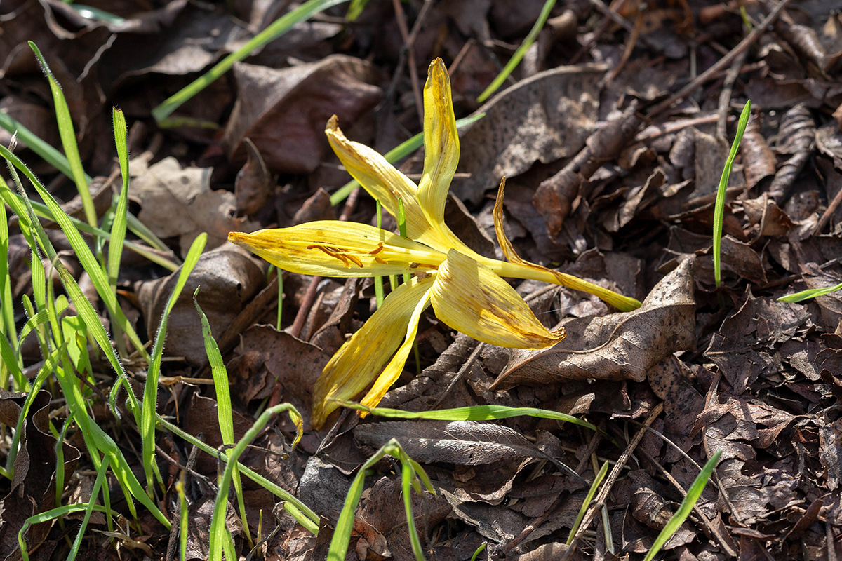 Image of Sternbergia clusiana specimen.