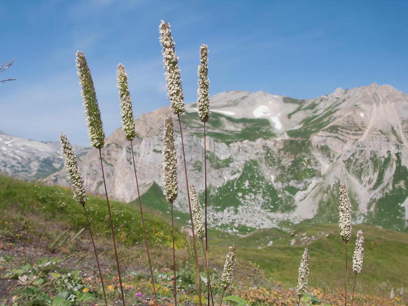 Изображение особи Phleum montanum.