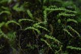 genus Plagiomnium. Вегетирующее растение. Республика Адыгея, руч. Сибирь, нижняя часть ущелья, на скале. 31 июля 2022 г.