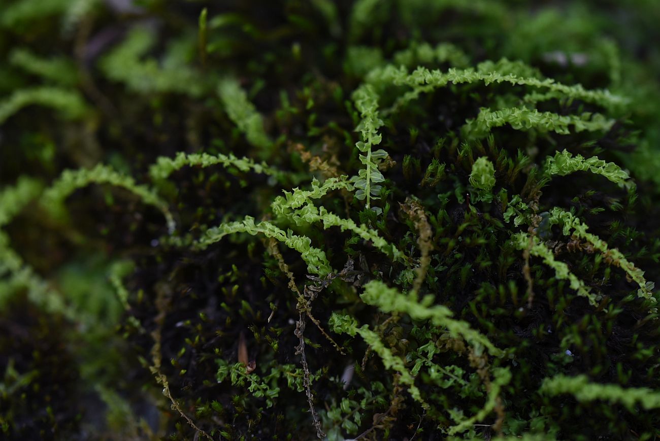 Image of genus Plagiomnium specimen.