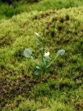 Cardamine bellidifolia