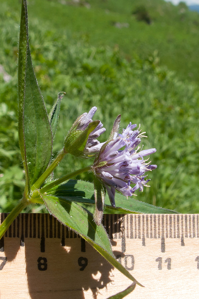 Image of Asperula caucasica specimen.