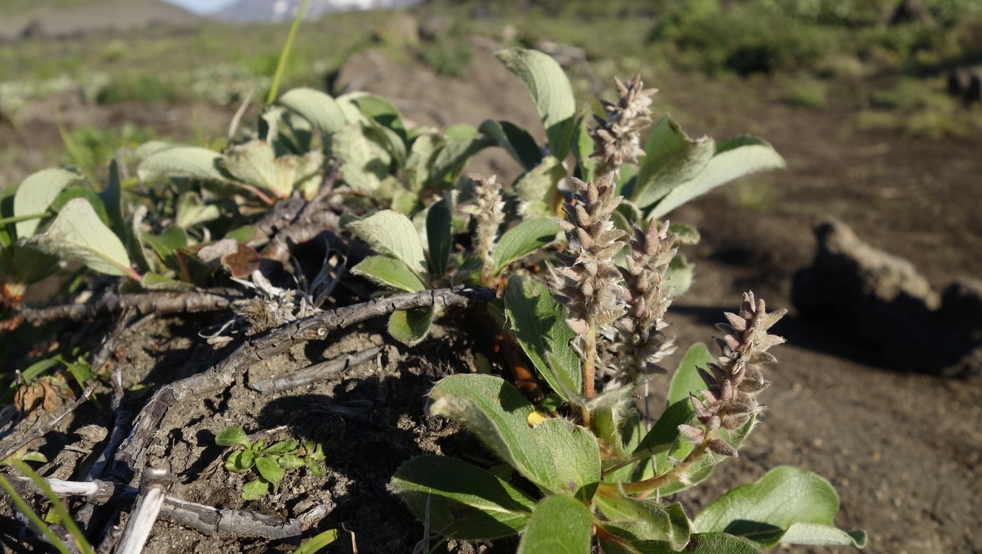 Image of genus Salix specimen.