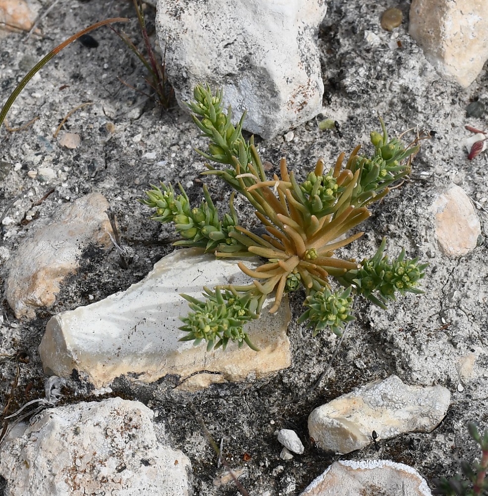 Image of Thesium humile specimen.