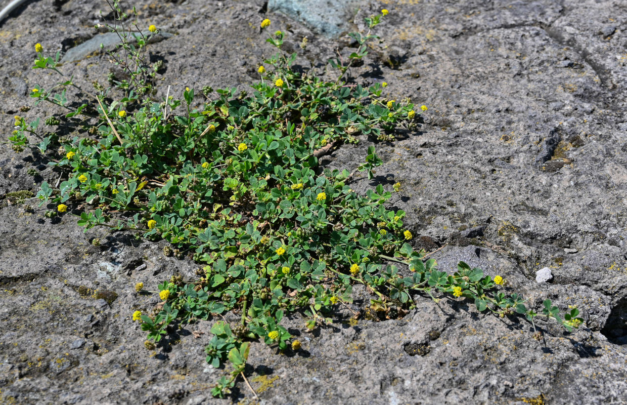 Image of Medicago lupulina specimen.