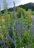 Echium vulgare. Цветущие растения в сообществе с Medicago и Artemisia. Алтайский край, окр. г. Белокуриха, у дороги. 07.07.2021.