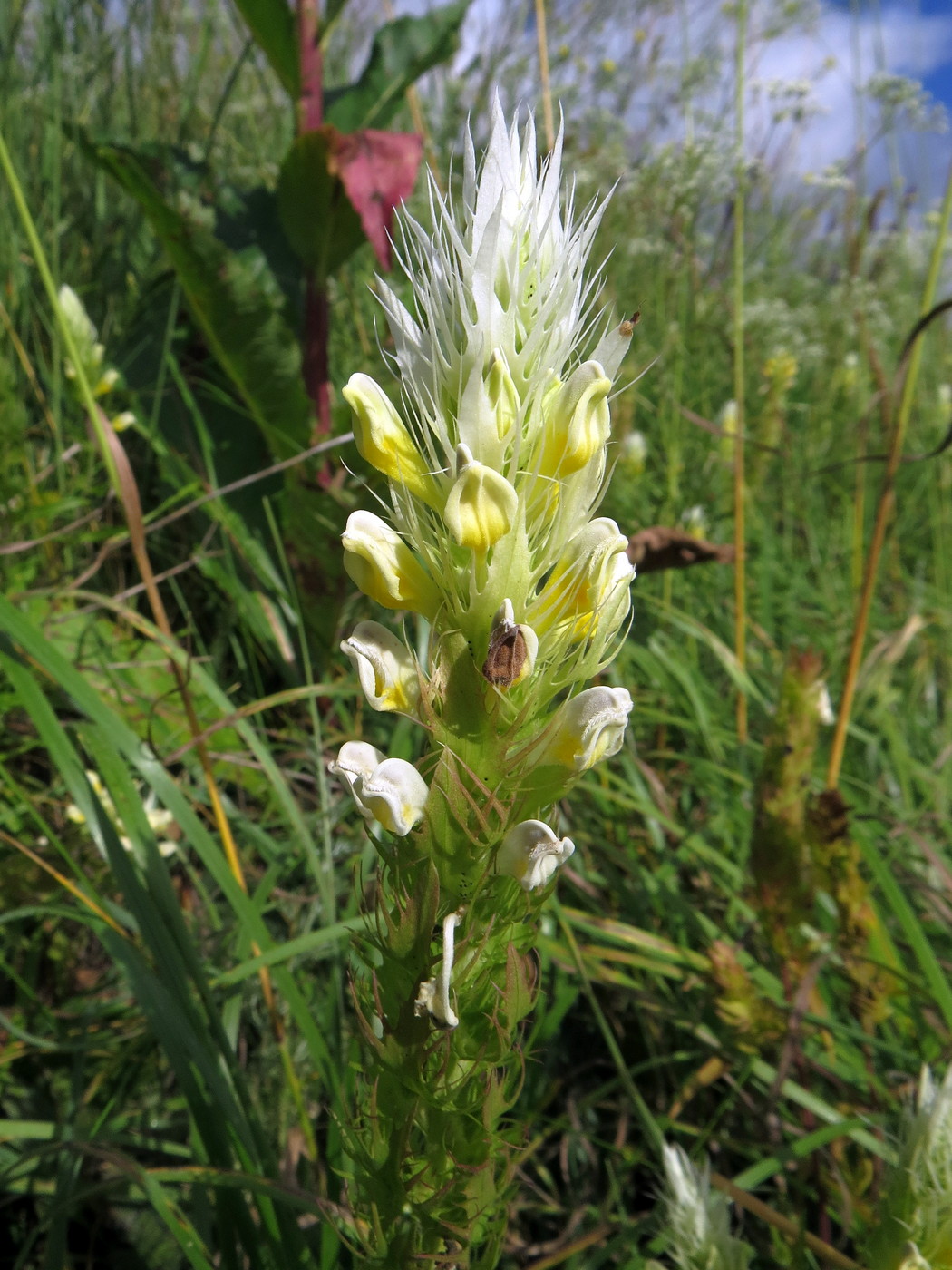 Image of Melampyrum argyrocomum specimen.