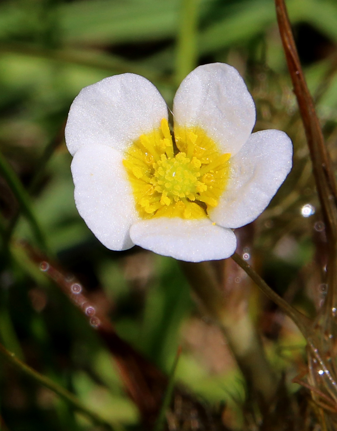 Изображение особи Ranunculus confervoides.