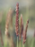 Hordeum turkestanicum