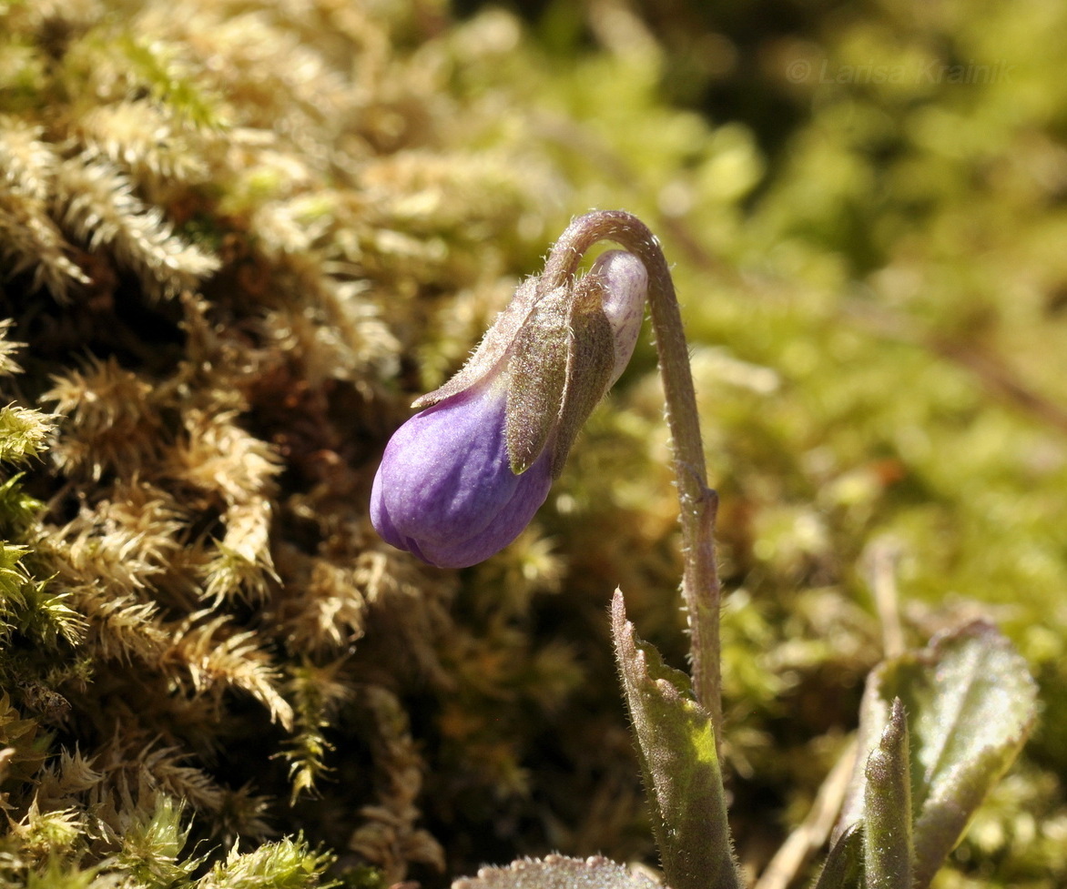 Image of genus Viola specimen.