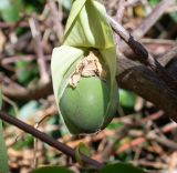 Passiflora maliformis