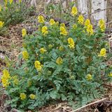 Corydalis speciosa