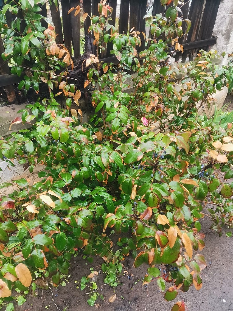 Image of Mahonia aquifolium specimen.