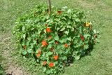 Tropaeolum majus