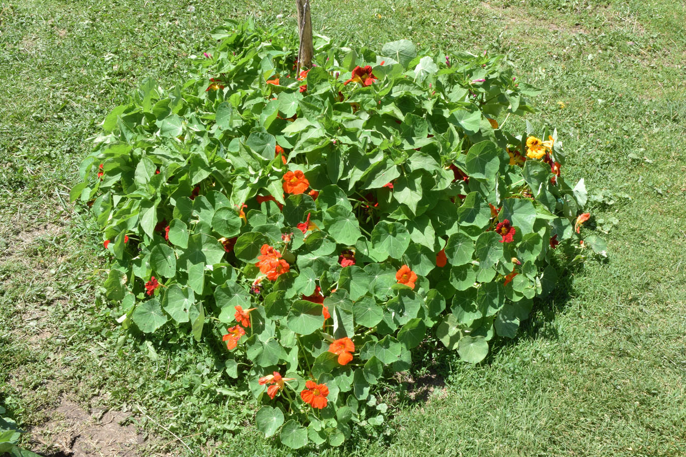 Image of Tropaeolum majus specimen.