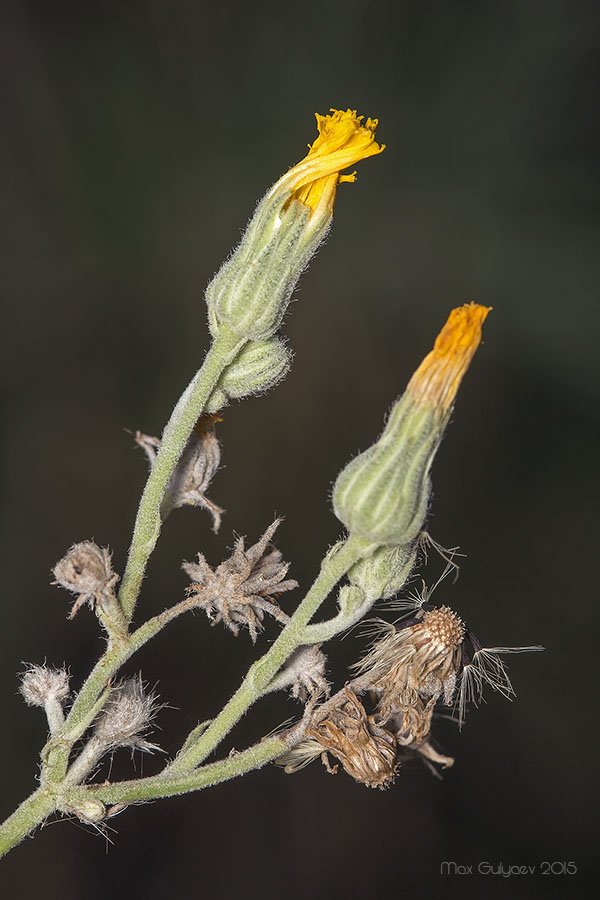 Image of familia Asteraceae specimen.