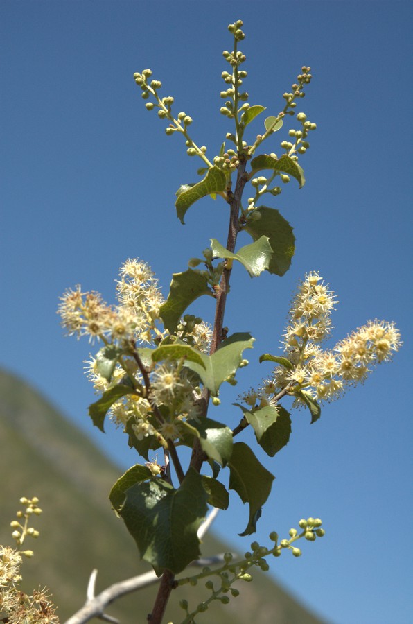 Изображение особи Lauro-cerasus ilicifolia.