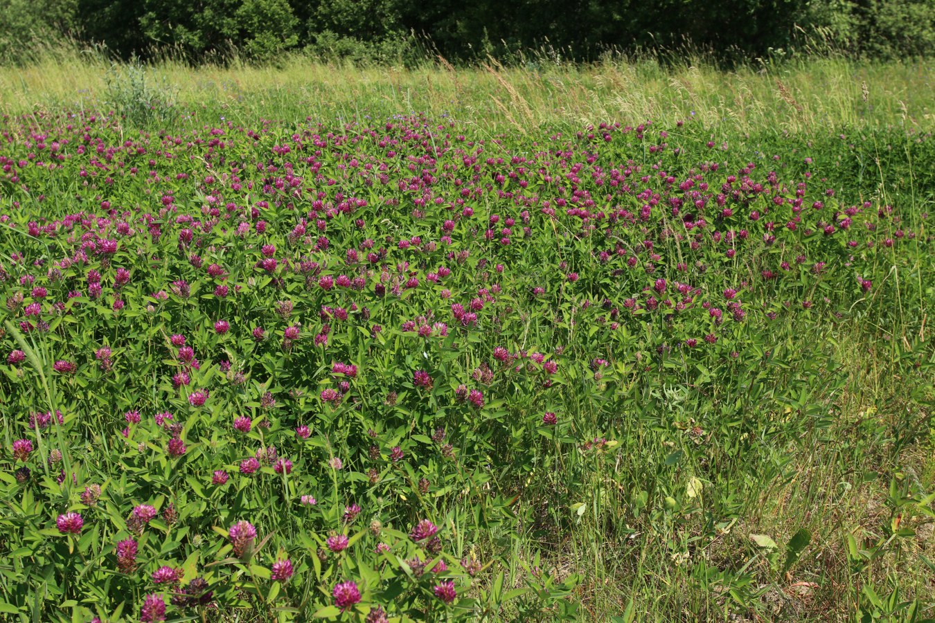 Image of Trifolium medium specimen.