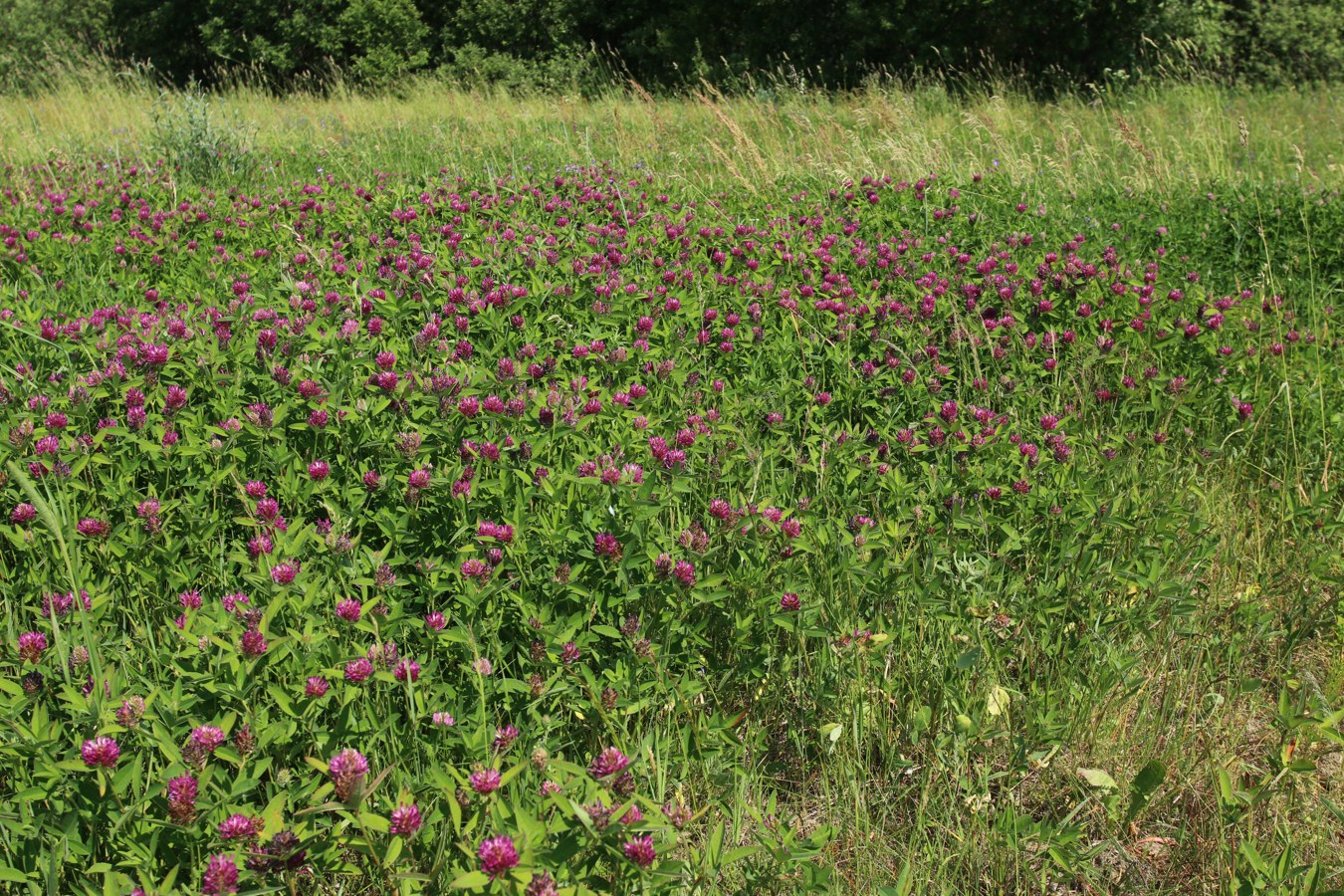 Изображение особи Trifolium medium.