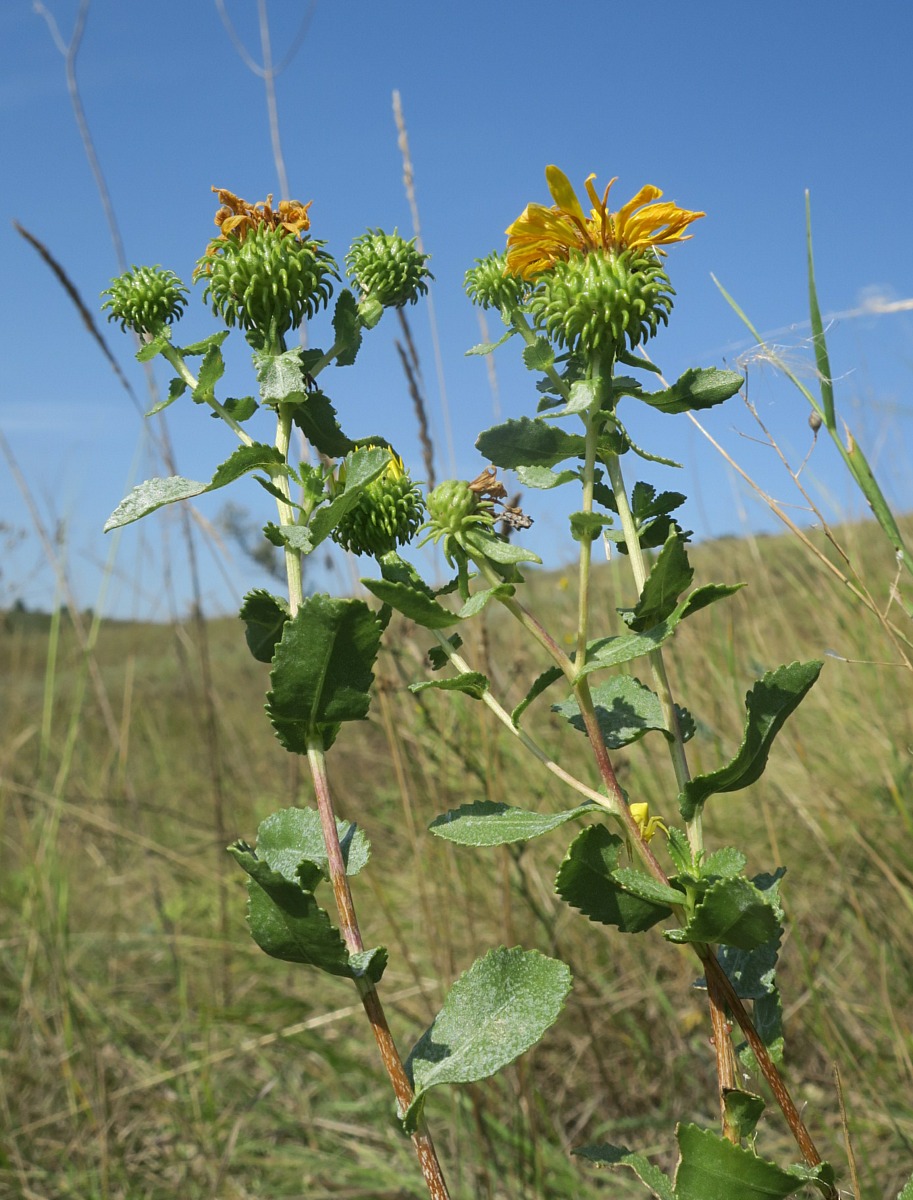 Изображение особи Grindelia squarrosa.