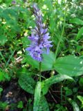 Dactylorhiza fuchsii