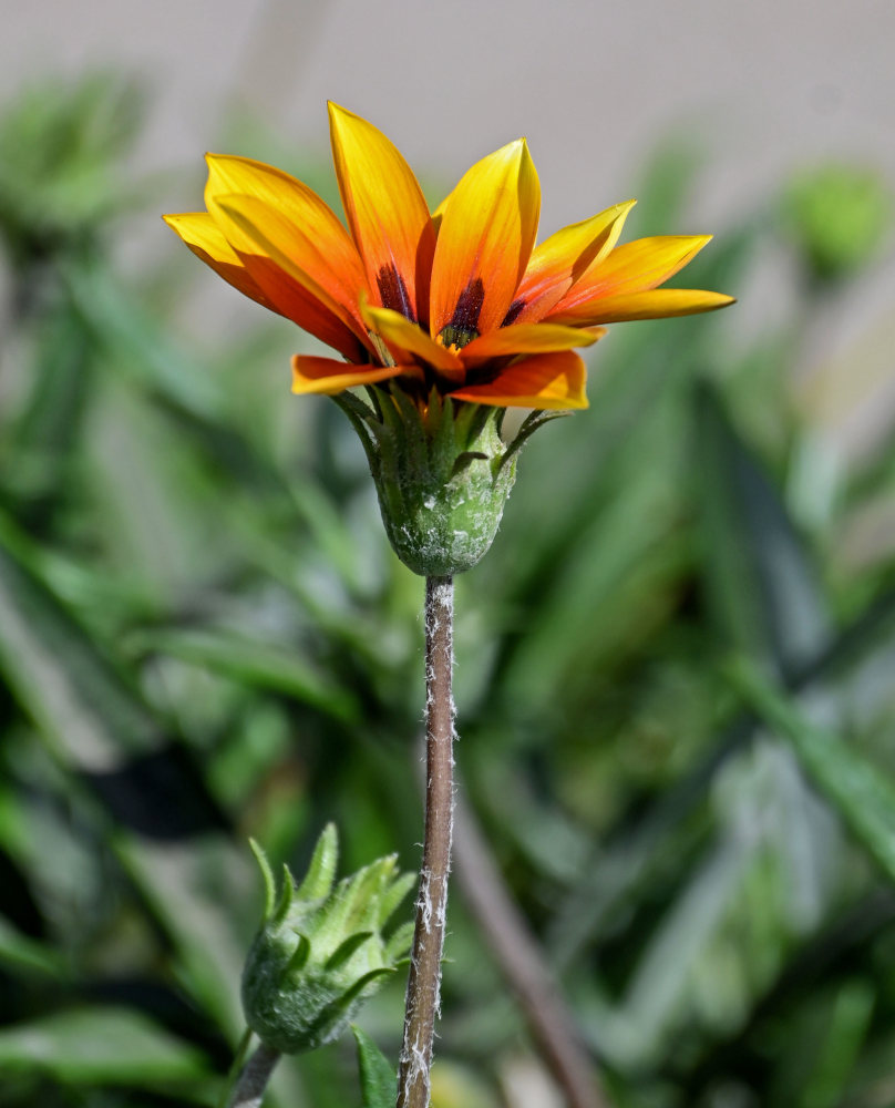 Изображение особи Gazania × hybrida.