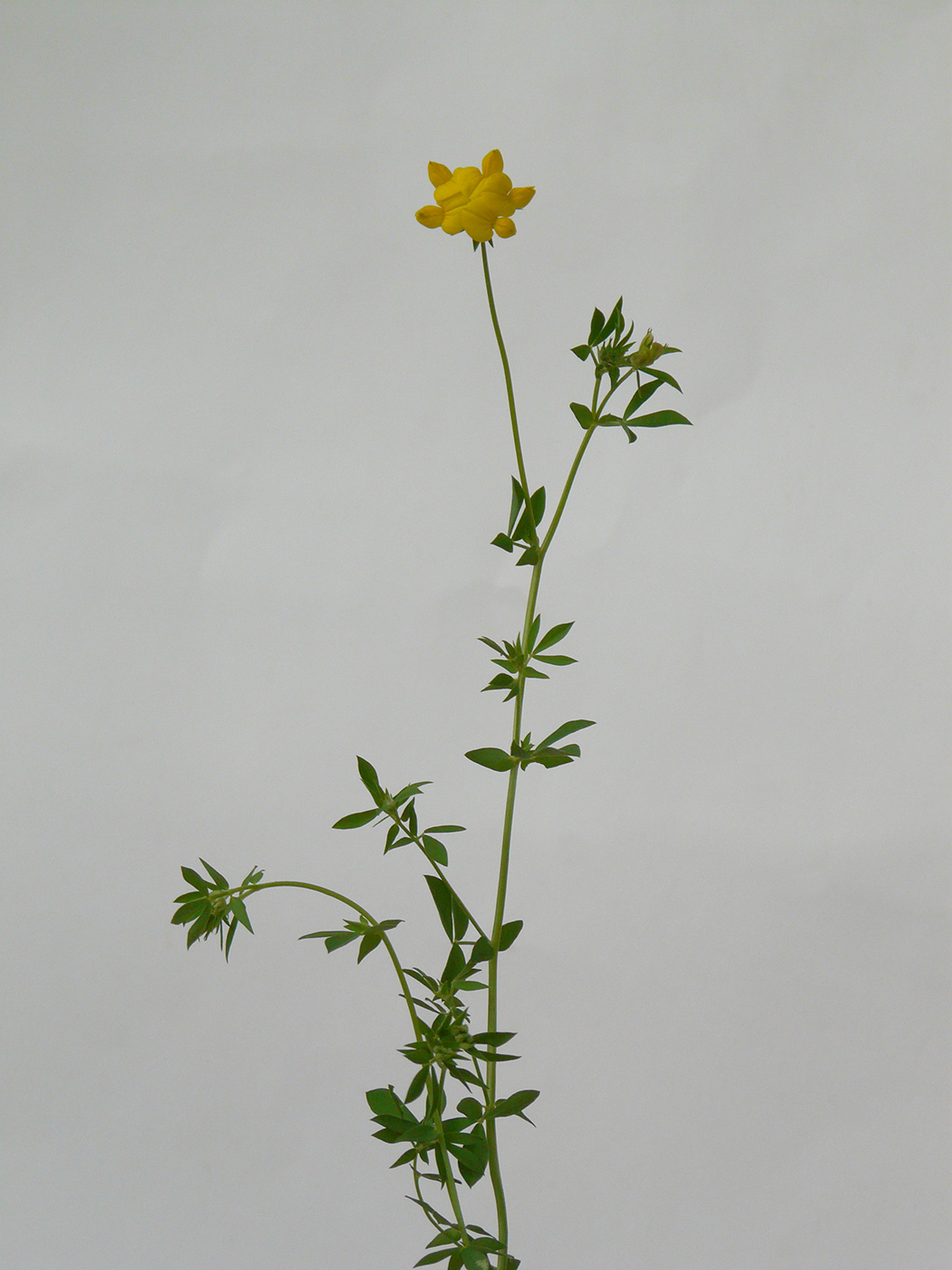 Image of Lotus × ucrainicus specimen.