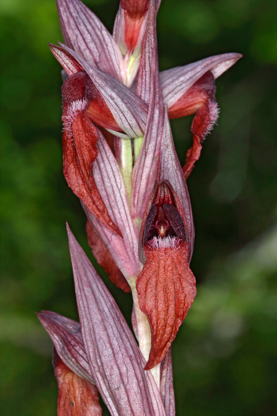 Изображение особи Serapias orientalis ssp. feldwegiana.