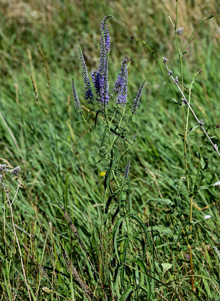 Изображение особи Veronica longifolia.