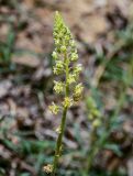 Reseda lutea