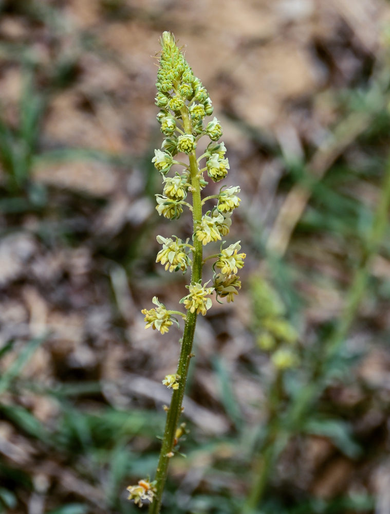 Изображение особи Reseda lutea.